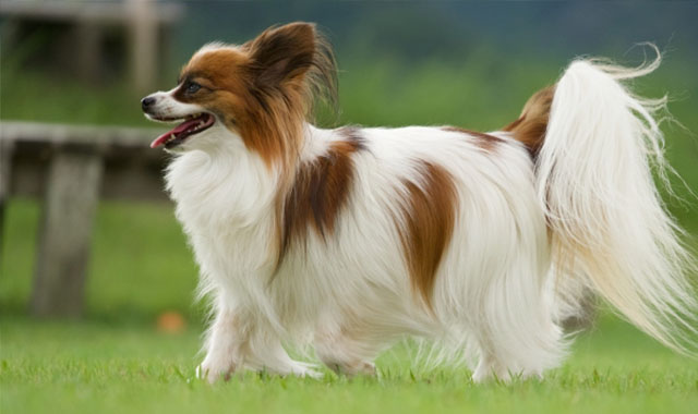 動物病院、トリミング、ペットサロン、ペットフード、ペットサプリメント、ブリーダー、ペット販売、ペット保険